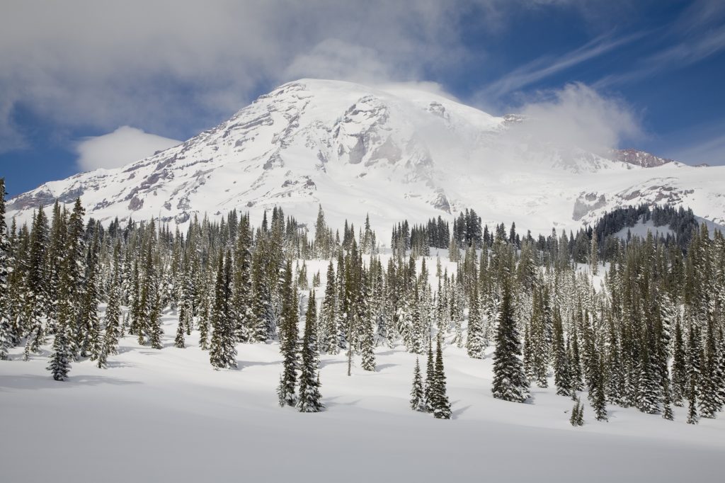 Landscape view of Mount Rainier National Park and snow covered fir trees
