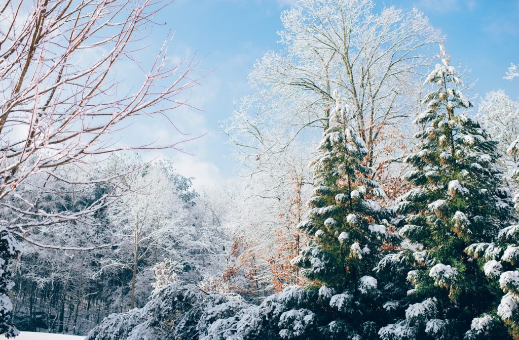 Snow-covered trees in a forest during winter