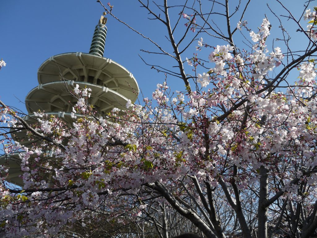 Perspective view of cherry blossoms in bloom on branches with the Peace Pagoda in the background.