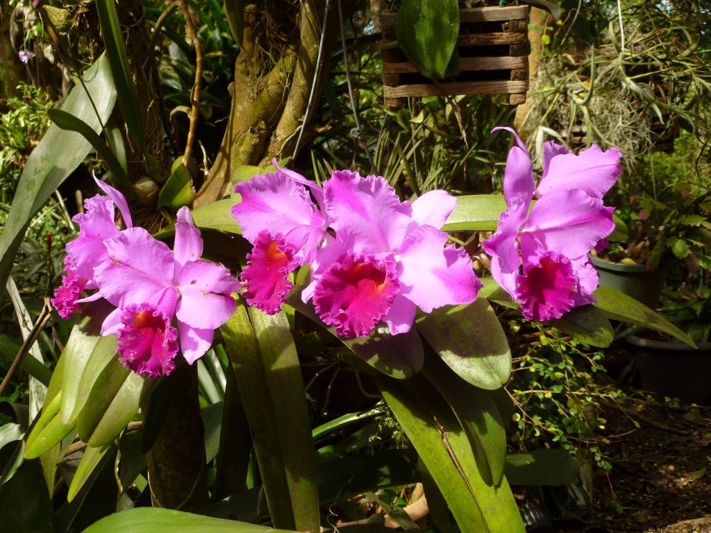 Cattleya hybrid in bloom at the Phantasea Tropical Botanical Garden in St. Thomas.