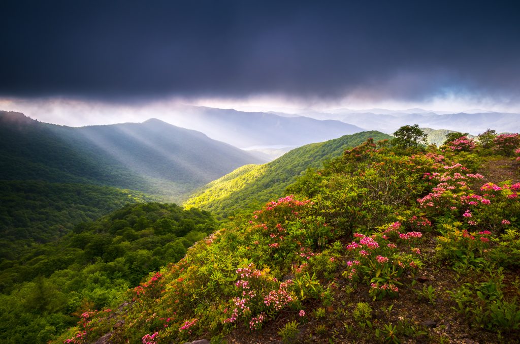 Sunbeams over blooming flora found along Blue Ridge Parkway in May, one of the most scenic places to visit in May in the USA.