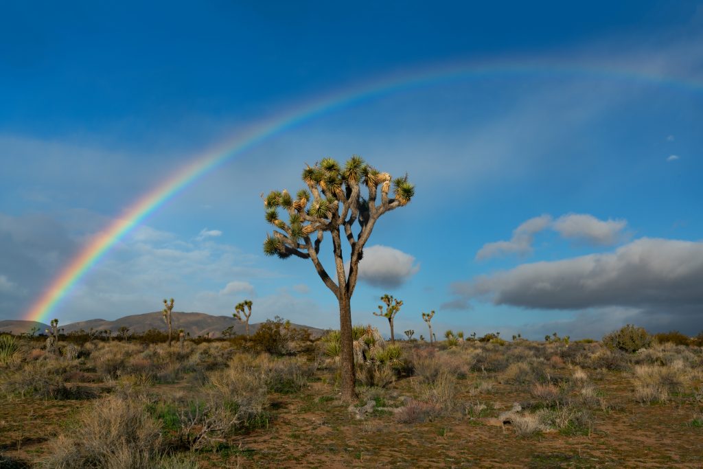 Yucca trees found at Joshua Tree National Park with a rainbow in the sky.