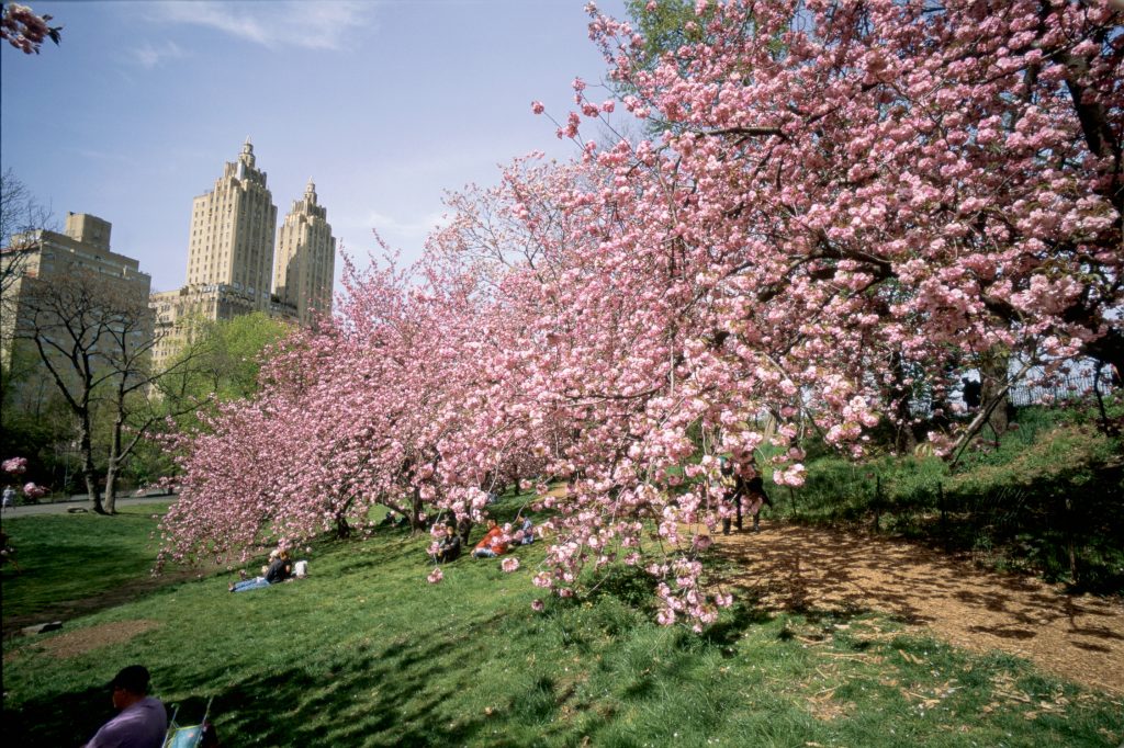 Cherry blossoms in bloom at Central Park in New York City.