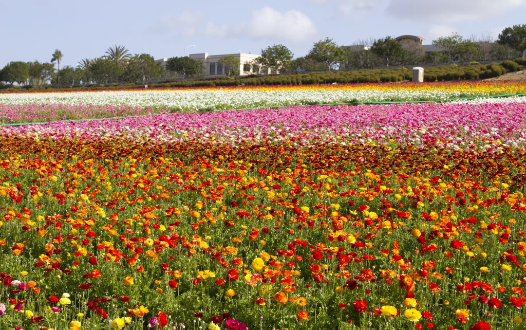 Rows of colorful flowers in bloom at the Carlsbad Flower Fields, one of best places to visit in May in the USA.