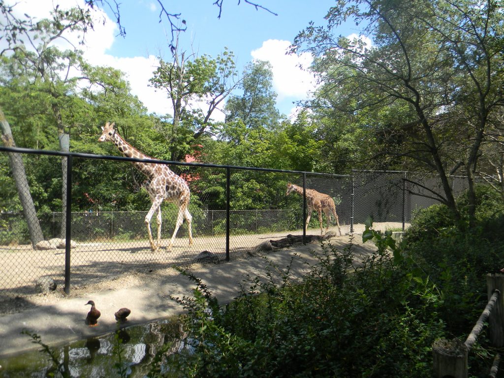 Giraffes and ducks are some of the animals to be seen at Erie Zoo & Botanical Gardens in Erie, PA. Giraffes and ducks are some of the animals to be seen at Erie Zoo & Botanical Gardens in Erie, PA.