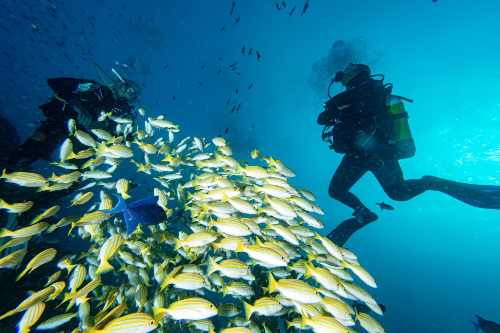 Two divers swimming next to a school of yellow fish in the waters of Maldives.