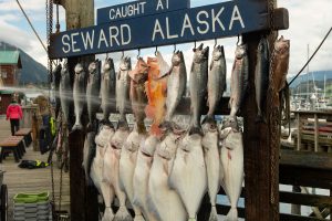 Freshly-caught salmon on display, one of the specialties of many Seward restaurants.
