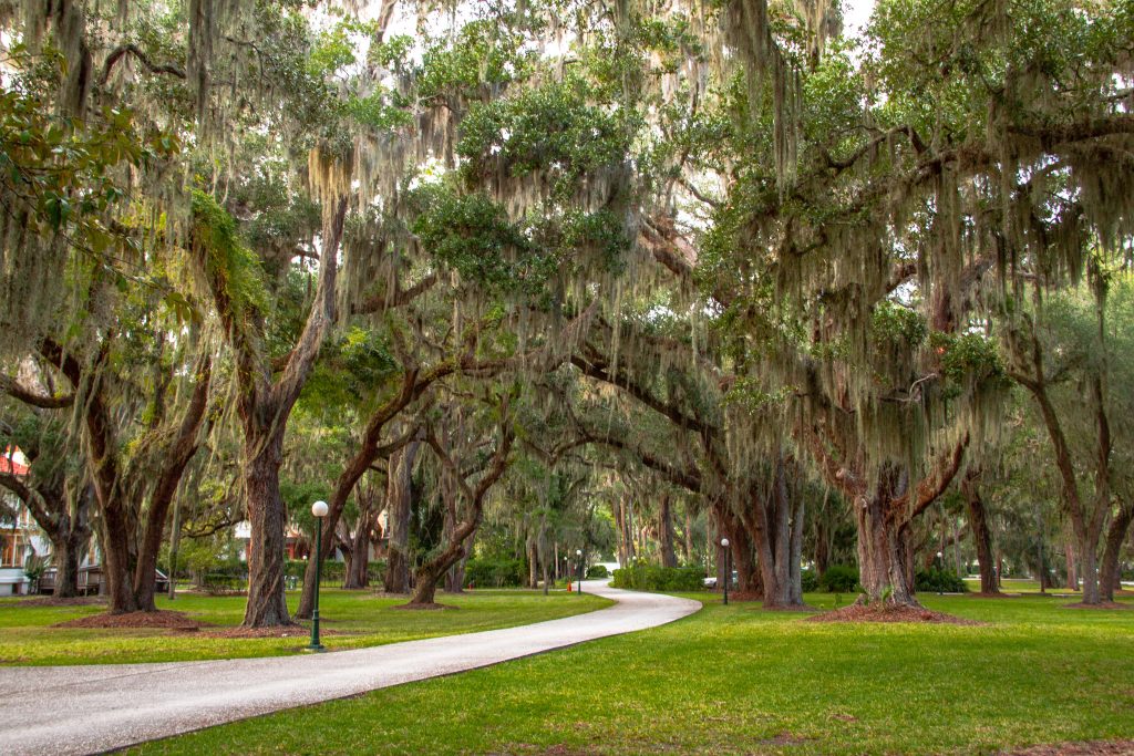 Towering oak trees in one of the parks in Jekyll Island, Georgia; one of the best places to visit in July USA.