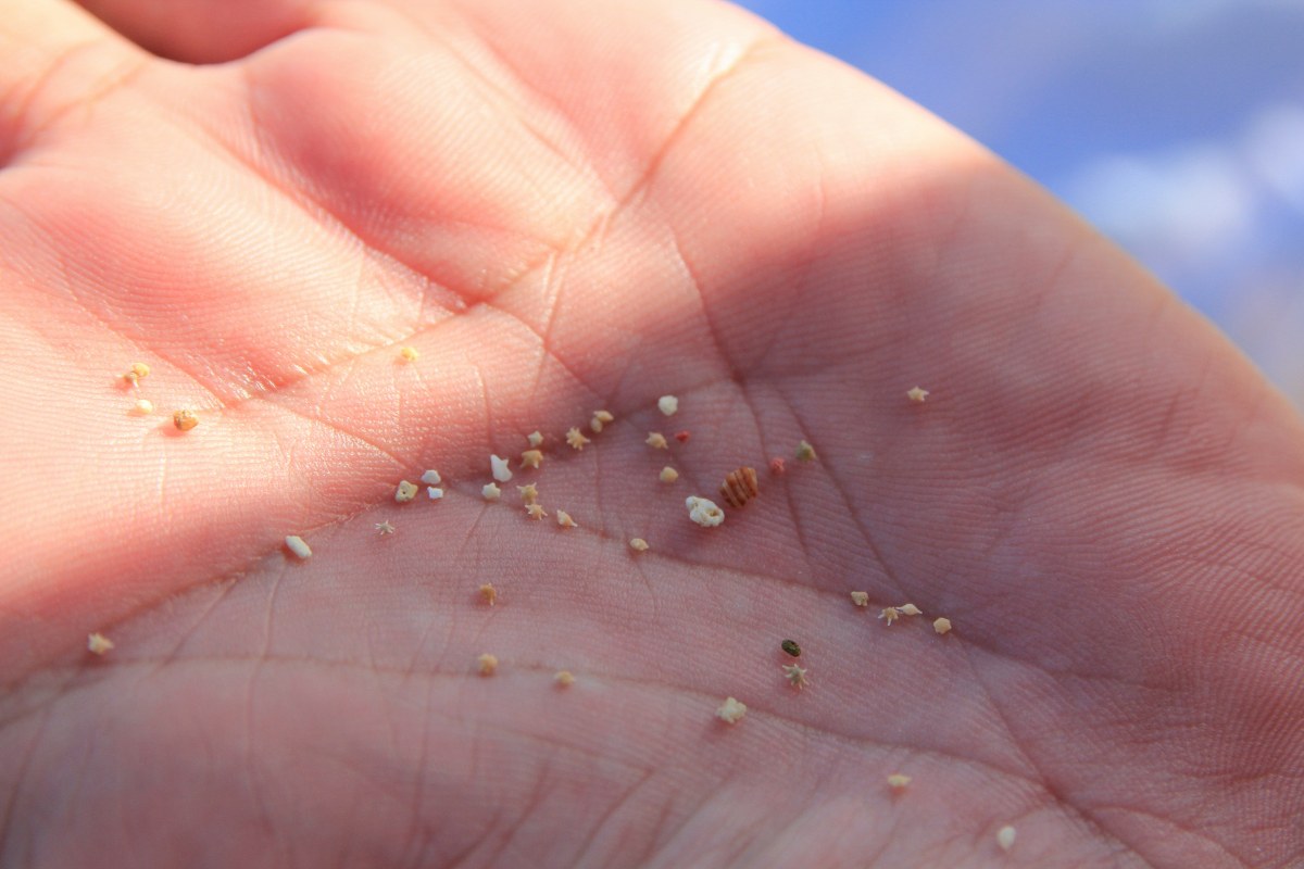 Close-up shot of a palm holding Japan star-shaped sand.