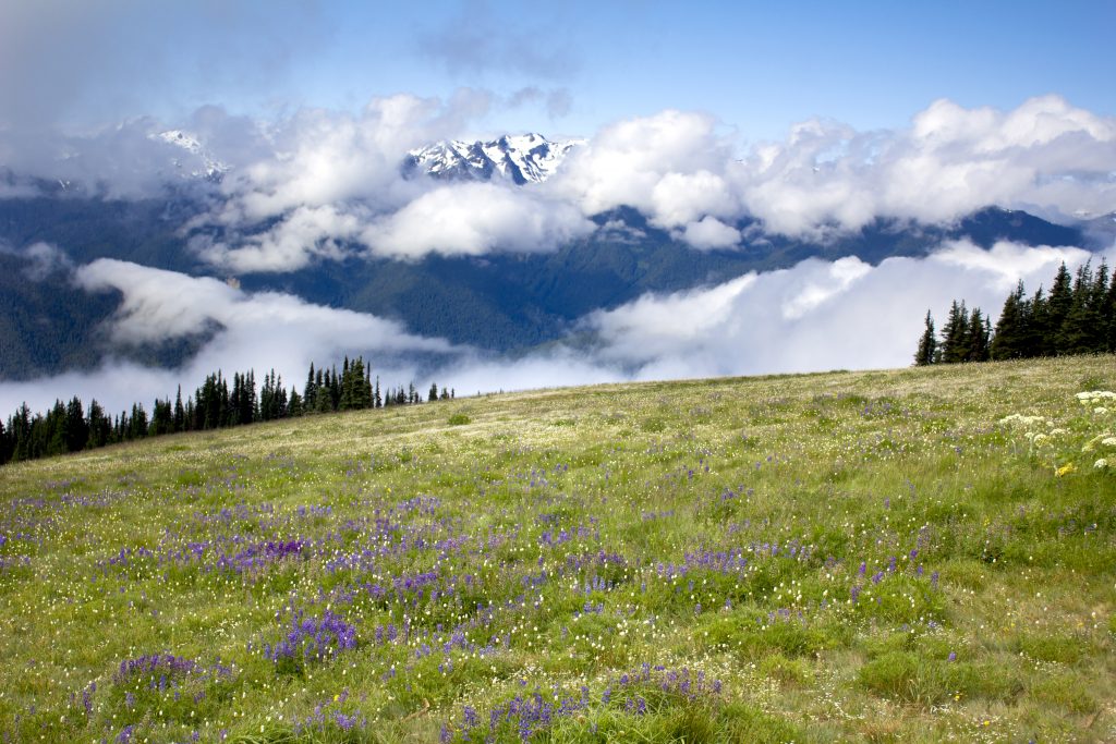 Meadows with wildflowers in bloom at Olympic National Park; one of the best places to visit in July USA.