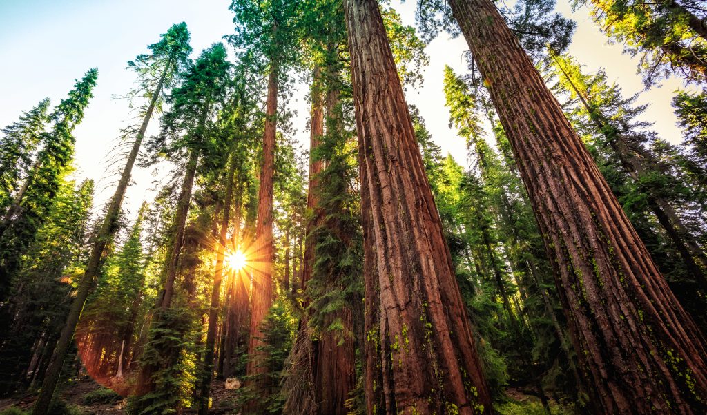 Sunrise over the Sequoia groves in Sequoia National Park, California during July.