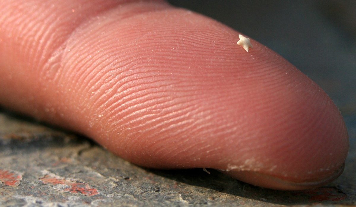 star-shaped-sand Close up of a finger holding a grain of star-shaped sand.