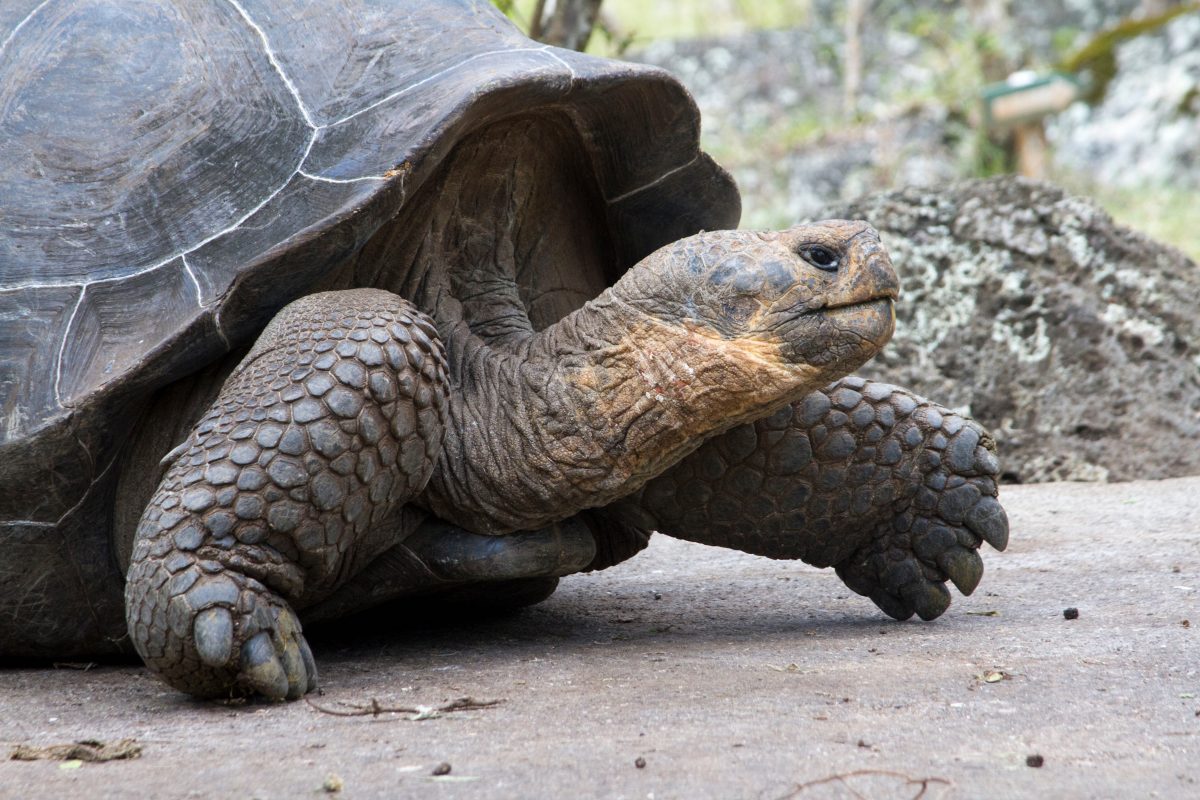 Giant Tortoise in highlands of Floreana Island, Galapagos Islands Giant Tortoise in highlands of Floreana Island, Galapagos Islands