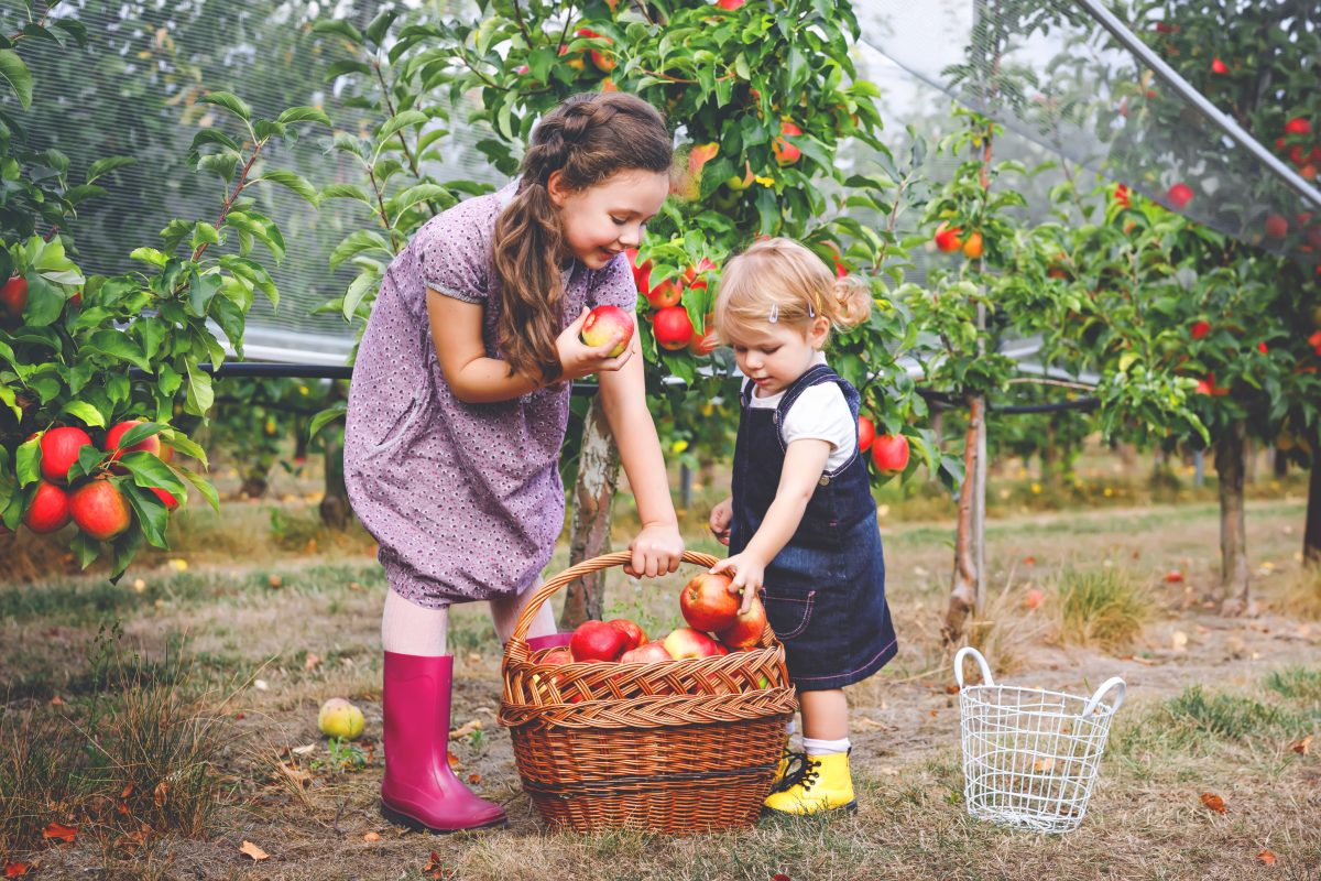 Two kids putting apples in a woven basket.