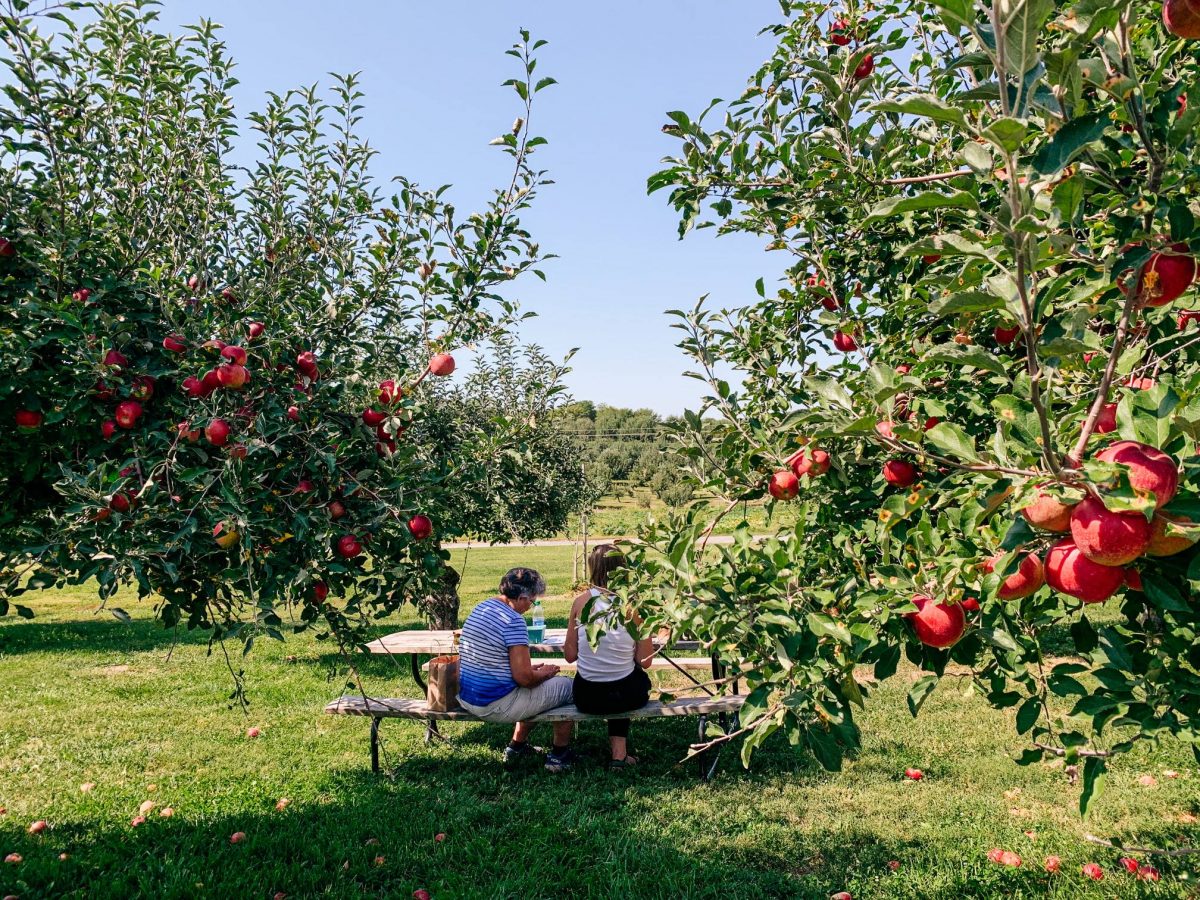 Two ladies sitting on a bench and table surrounded by apple trees in Arbor Day Farm.