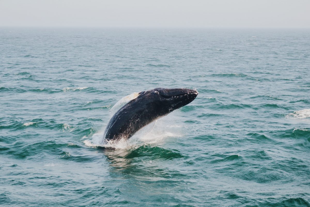 Humpback whale breaching waters of Bar Harbor in Maine. 