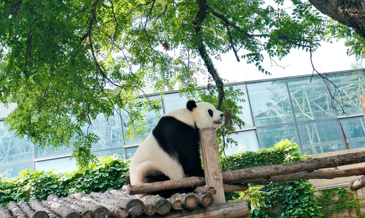 giant panda at Beijing Zoo
