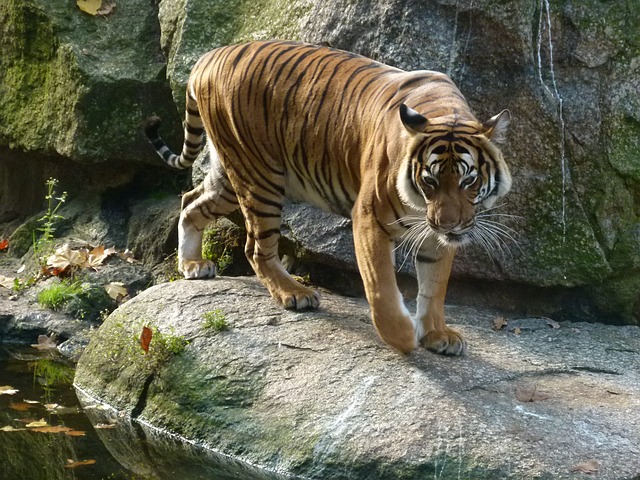 berlin zoo tiger - 30+ Best Zoos in the World Right Now