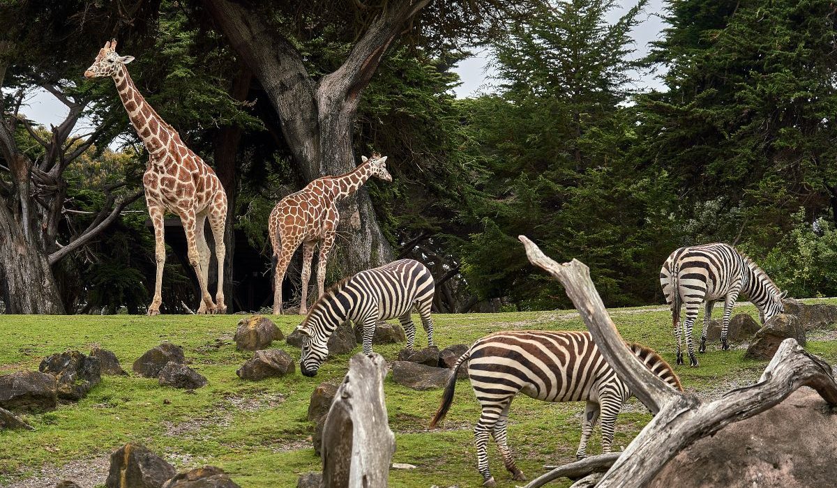 zebras and giraffes at a natural zoo habitat