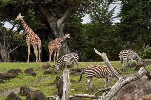 zebras and giraffes at a natural zoo habitat