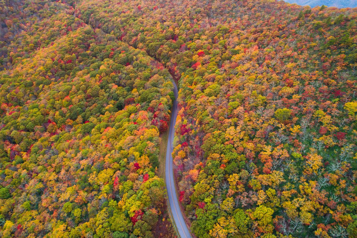 Aerial shot of the fall foliage along the Blue Ridge Parkway.