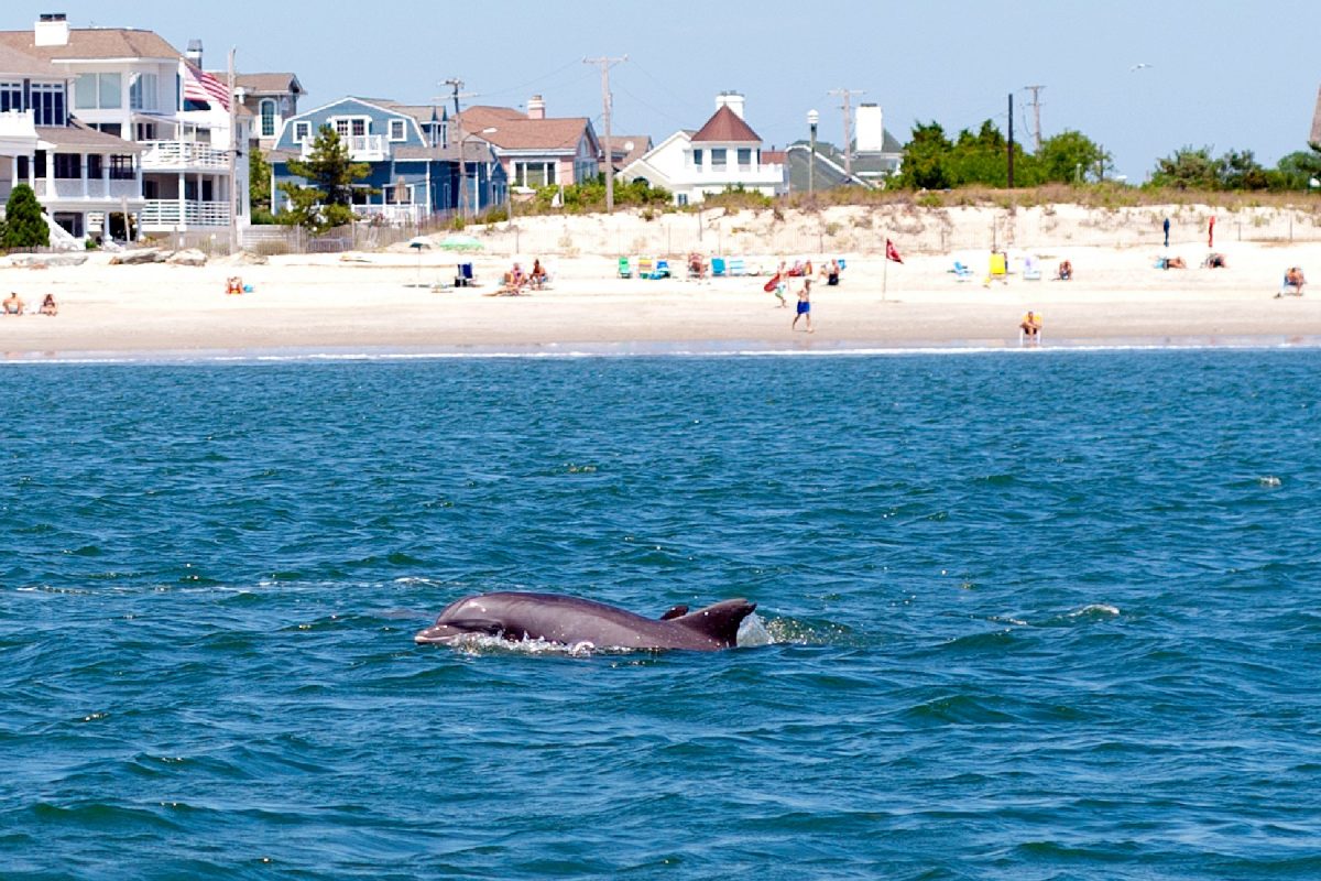Dolphin spotted near the coast of Cape May with people by the shore during September.