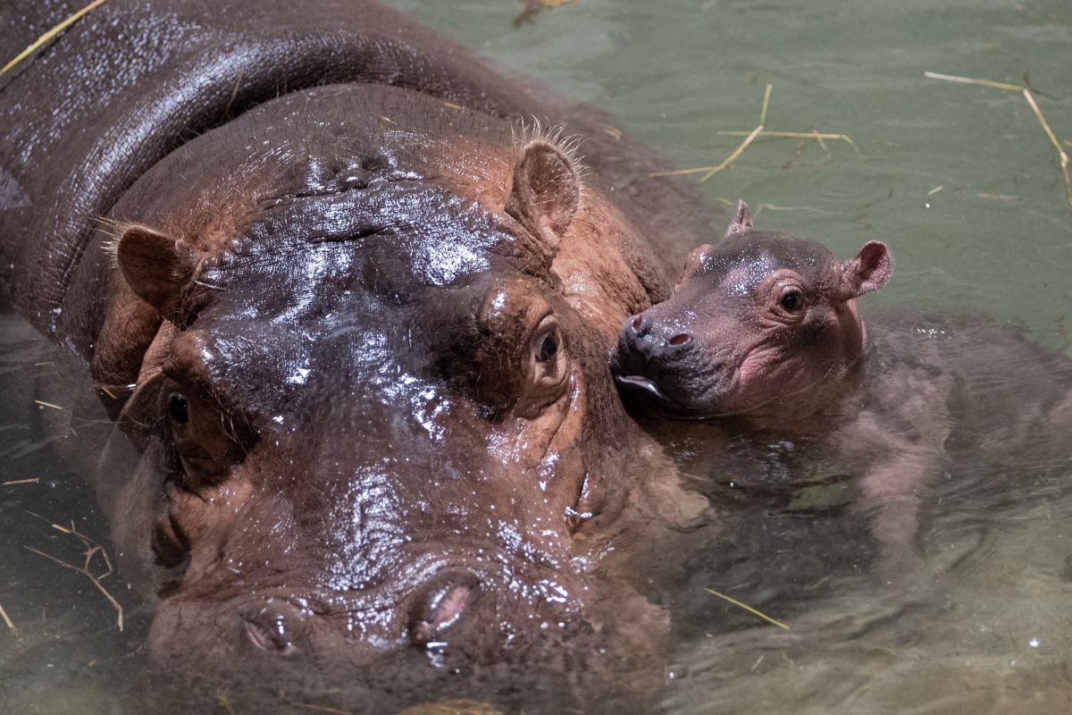 hippos at Cincinnati Zoo