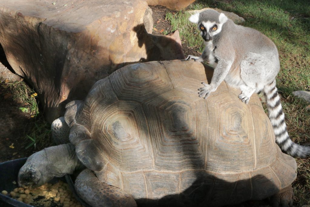 lemur sitting on the shell of a giant tortoise at Dallas Zoo