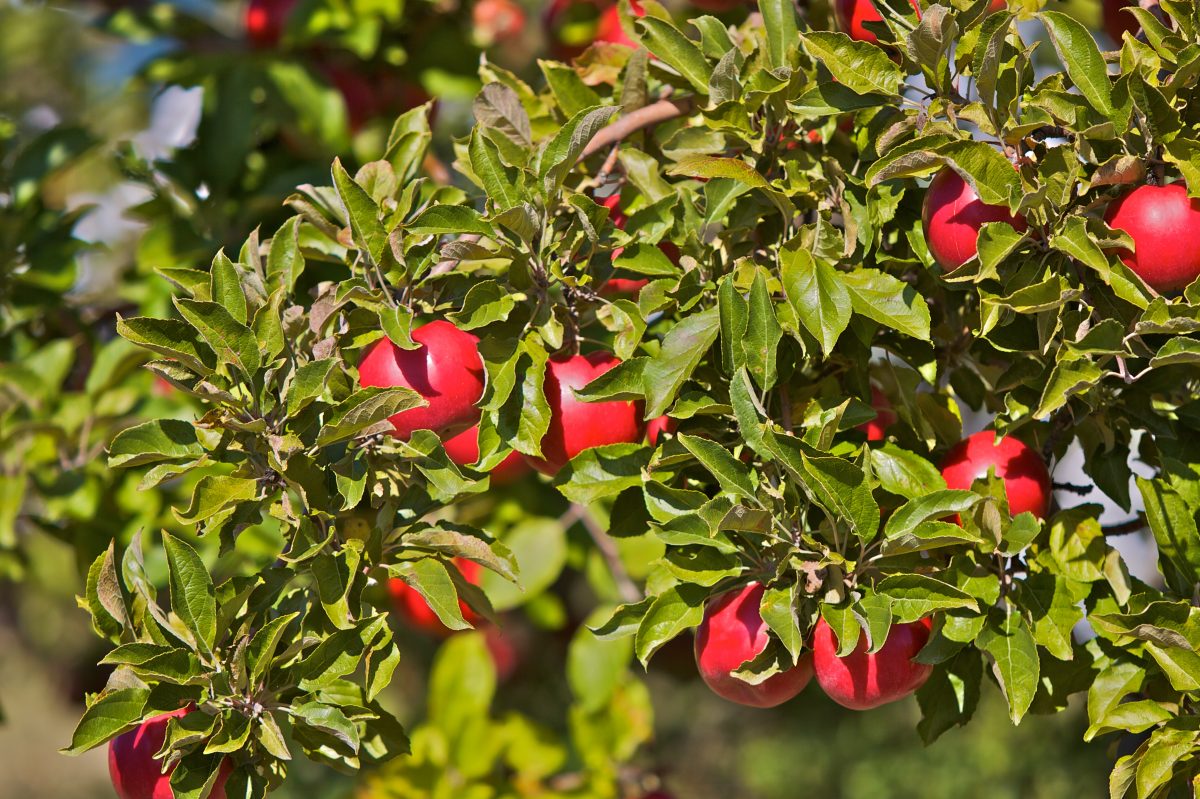 Close-up shot of apples ready for picking from one of the apple orchards in Door County, Wisconsin.