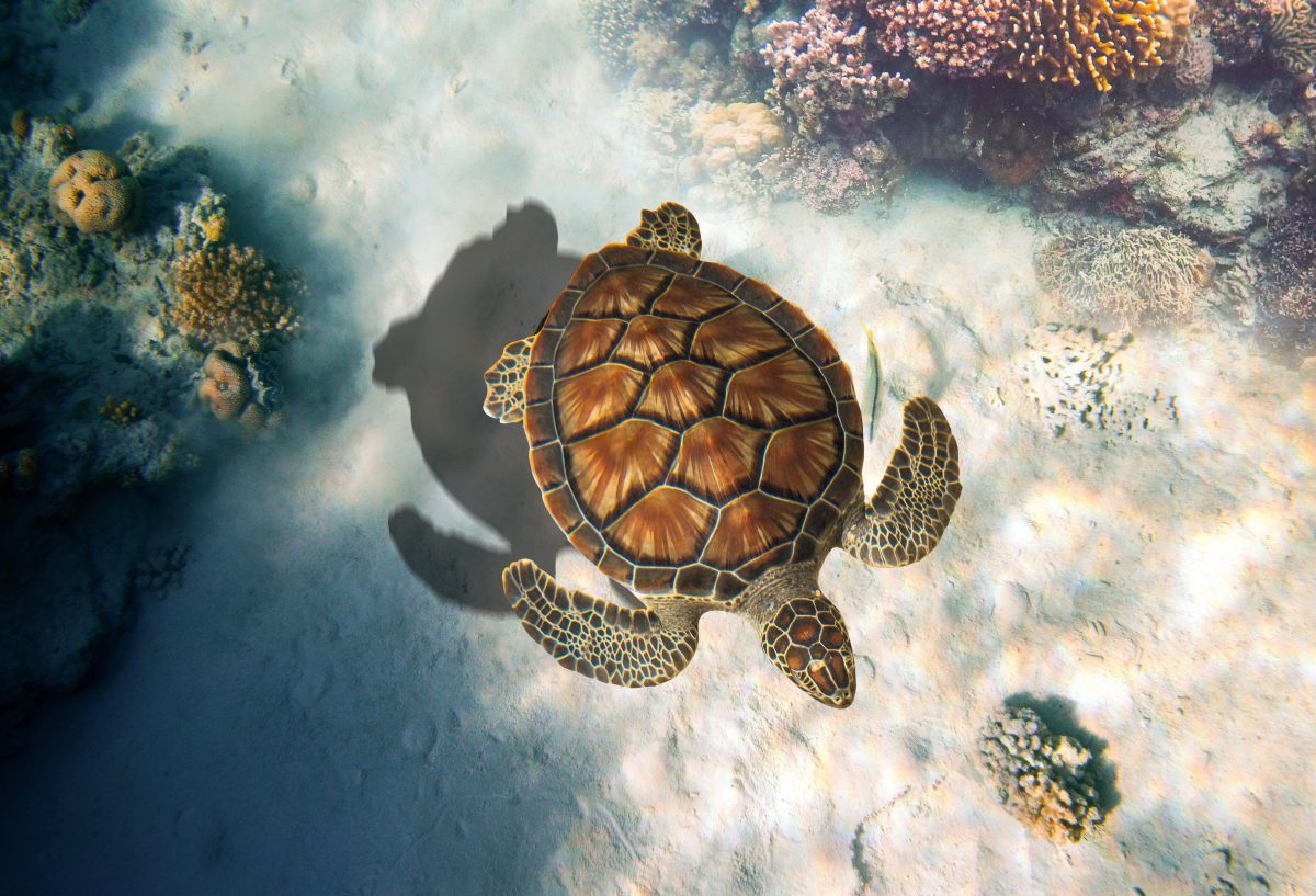 galapagos island turtle galapagos island turtle