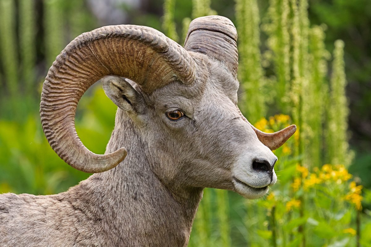 Close-up of a bighorn sheep in the wilderness of Glacier National Park.
