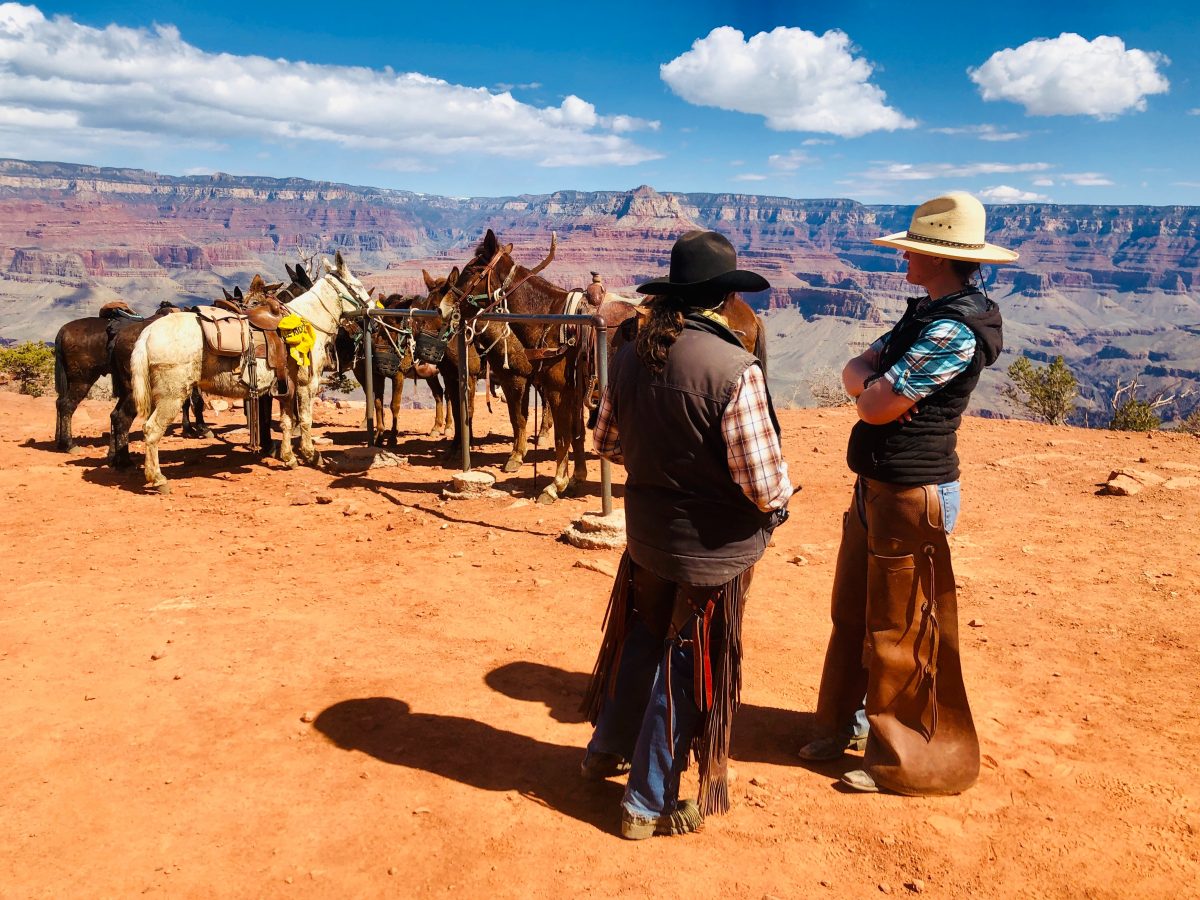 Two men standing near a pack of mules in the Grand Canyon in Arizona.