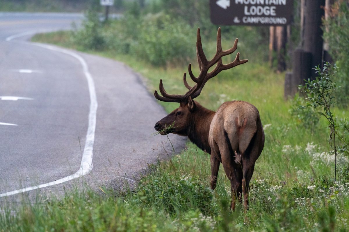 Bull elk eating grass near the roadside of Grand Teton National Park, Wyoming.