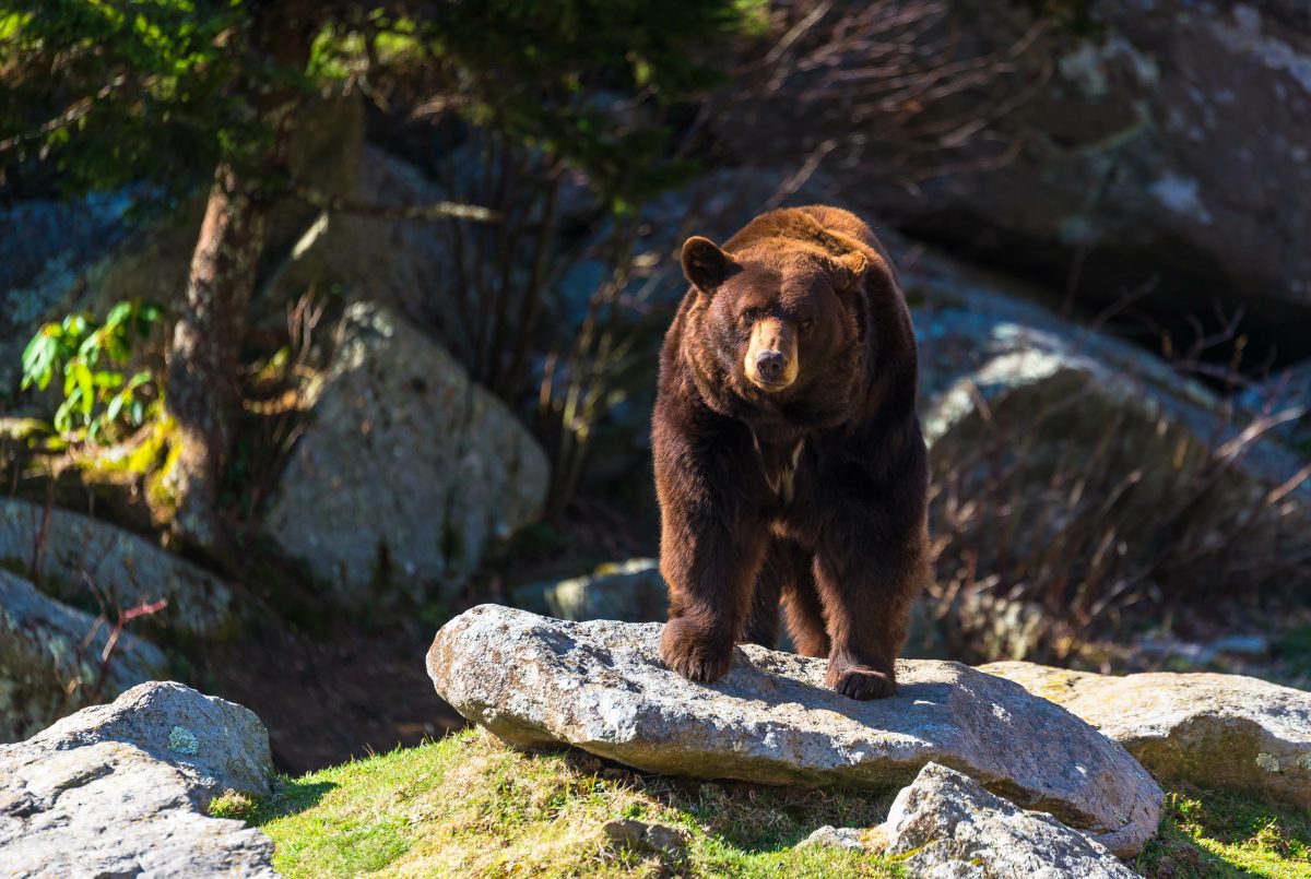 Black bear roaming Great Smoky Mountains National Park, one of the best fall vacations in the US.