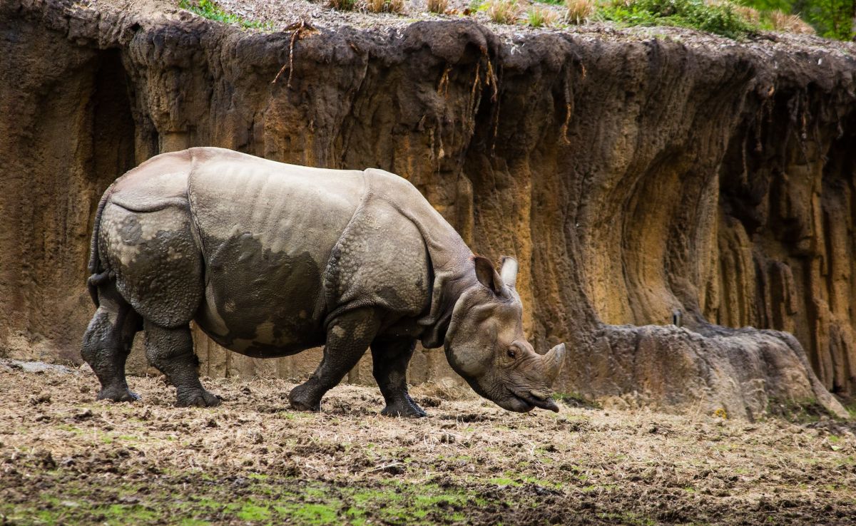 rhinoceros at Henry Doorly Zoo