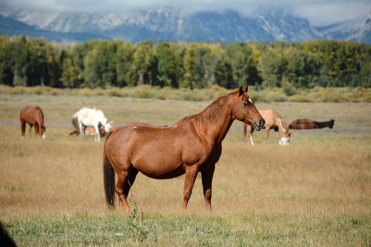 Horses on an open meadow at Grand Teton National Park, one of the best places to visit in September in the USA.