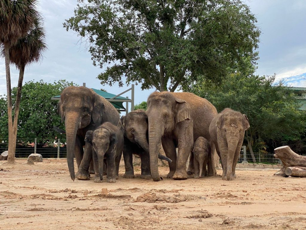 elephants at Houston Zoo