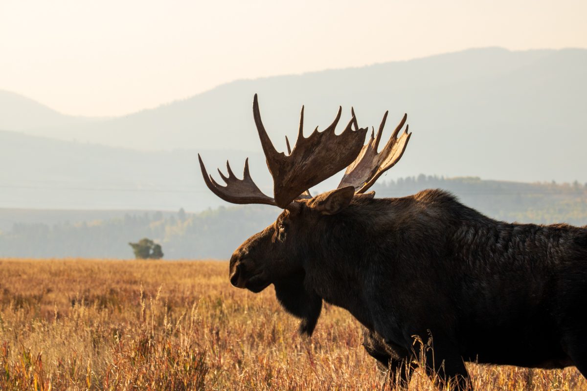 Close-up of a moose in open grassland during autumn. 