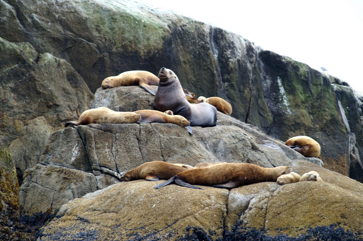 Sea lions on top of a rock at Kenai Fjords National Park, Alaska.