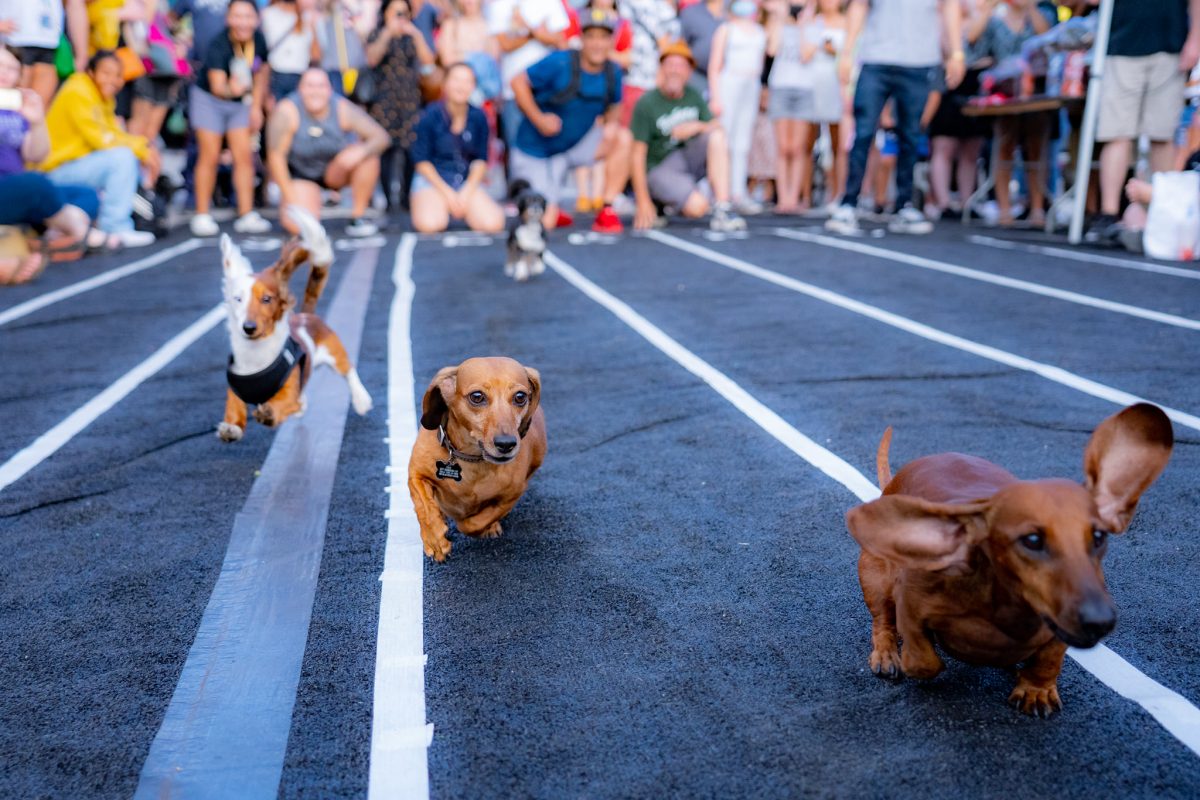 Wiener dog racing competition at the La Mesa Oktoberfest; Oktoberfest near me in California.