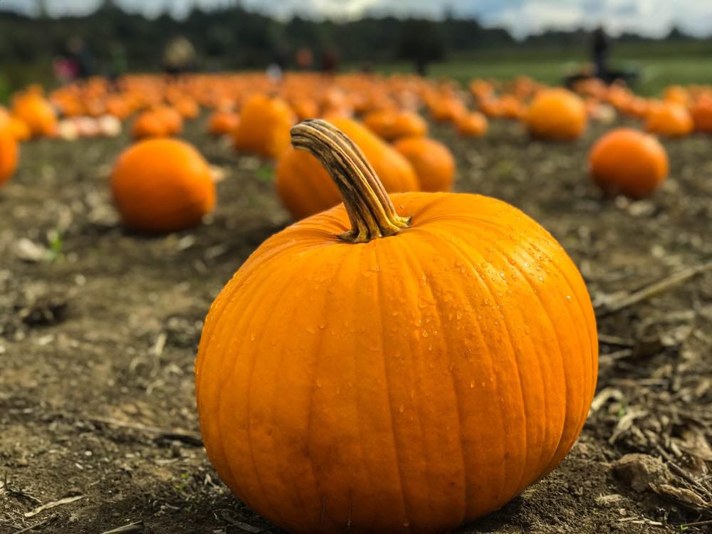 Close-up shot of a pumpkin at one of the pumpkin patches in the Lake Champlain region, one of the best fall vacation spots in the US.