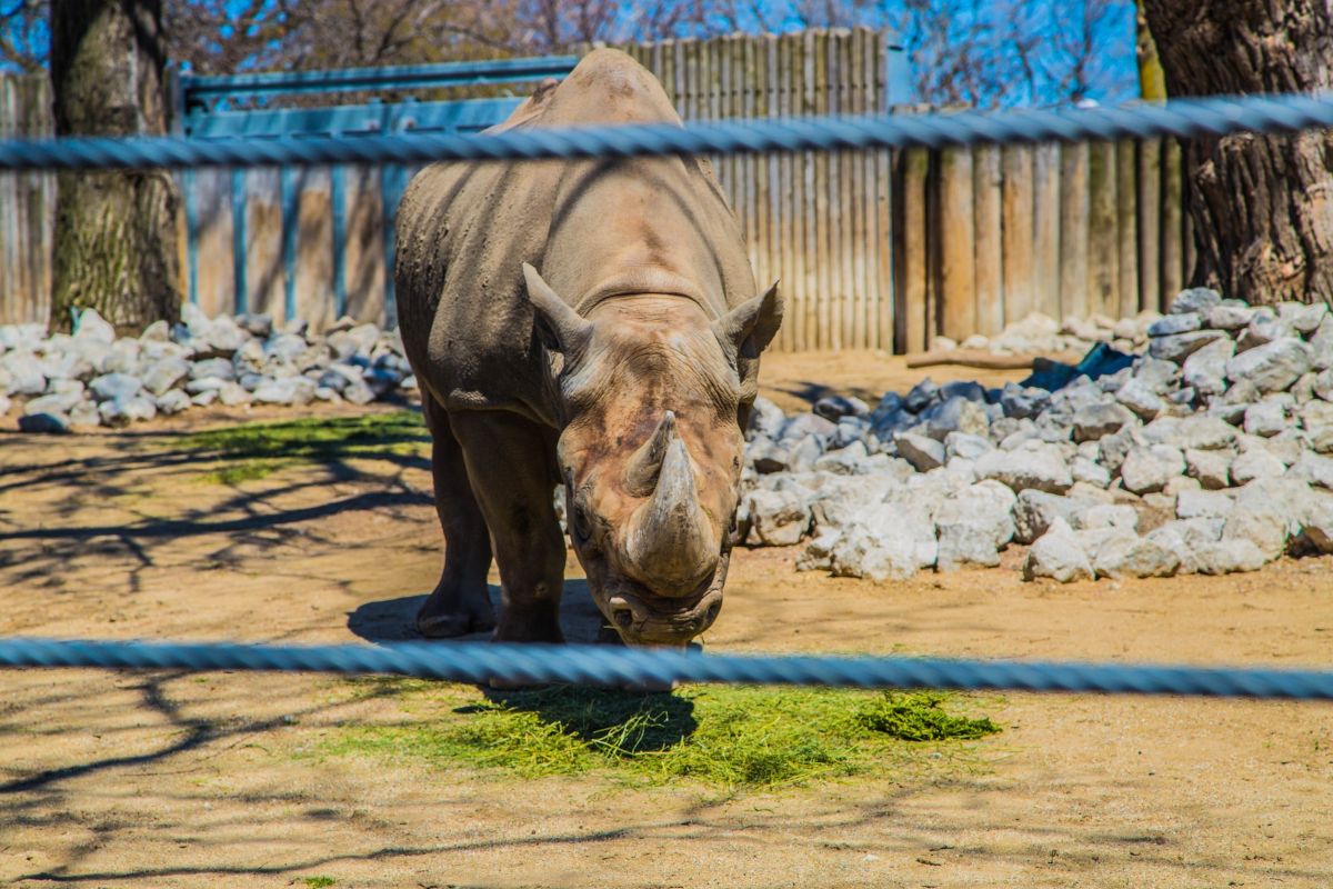 rhino at Lincoln Park Zoo
