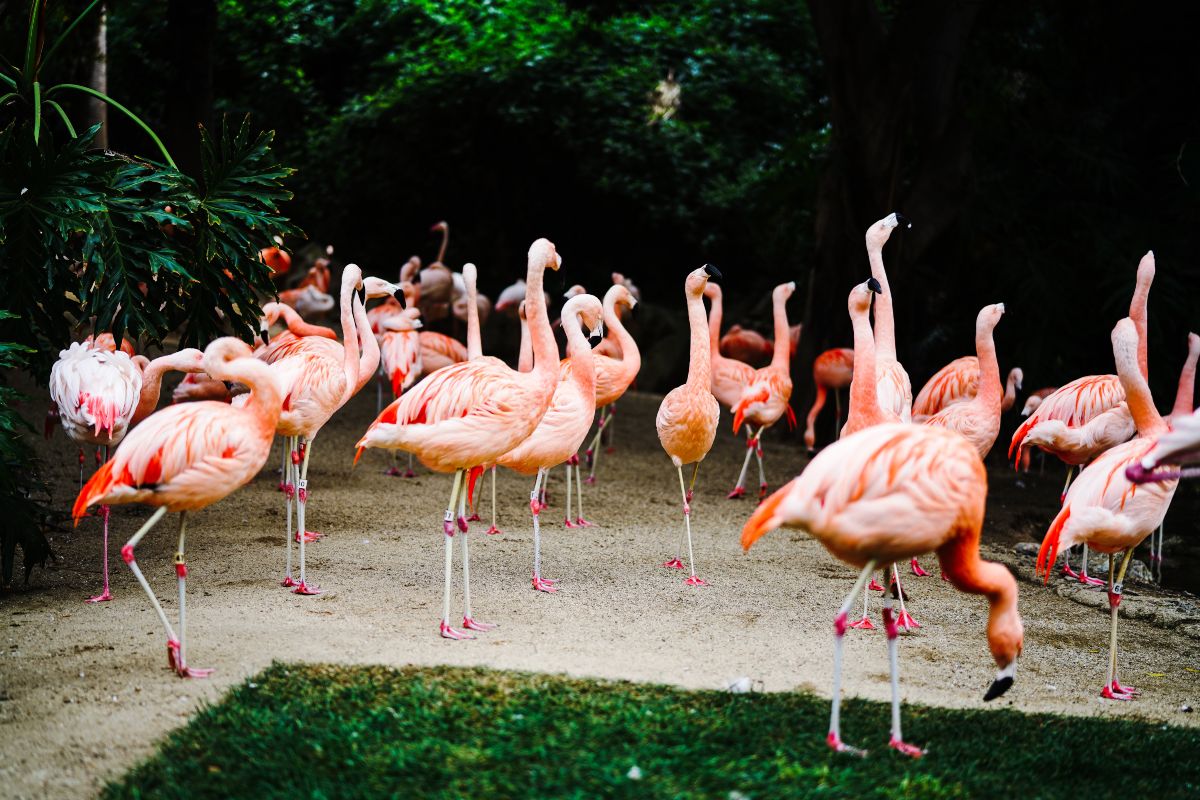 flamingos at Los Angeles Zoo