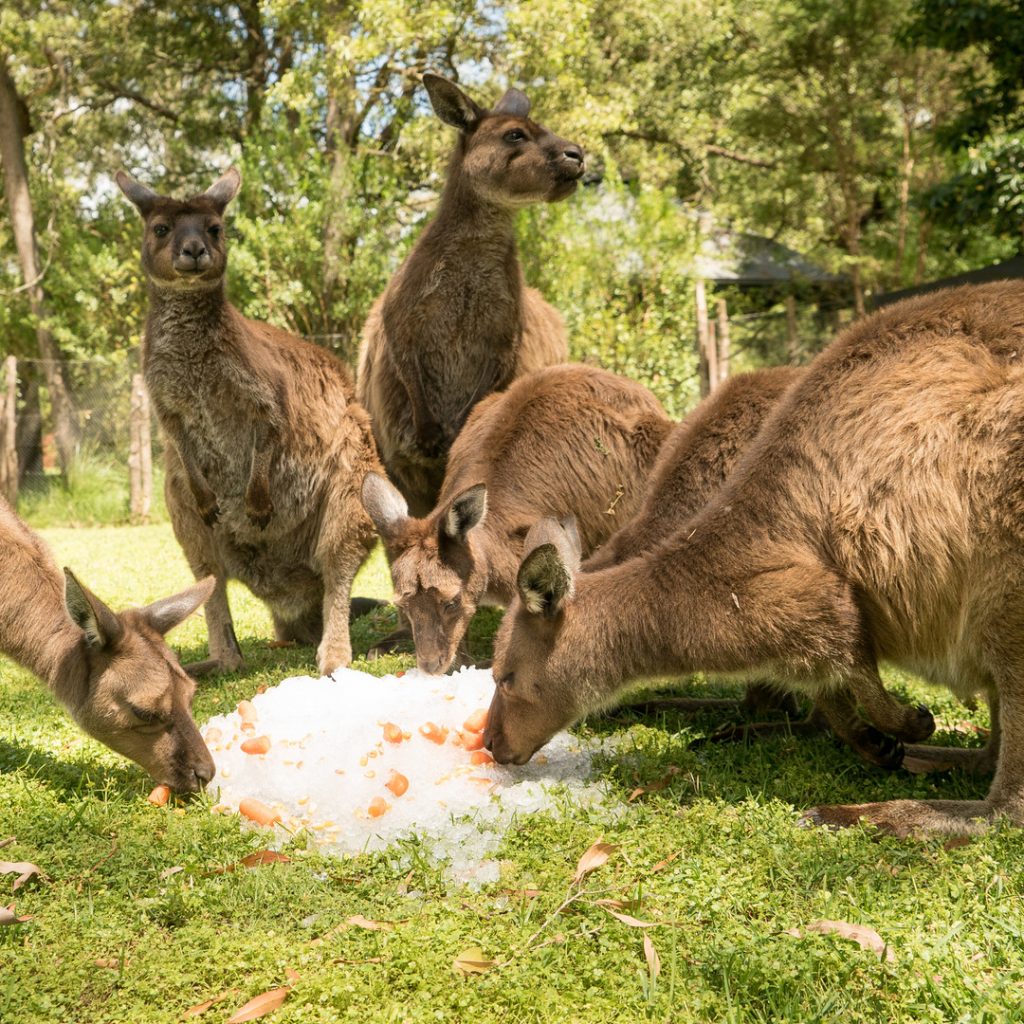 Melbourne Zoo’s kangaroos feeding on carrots with ice