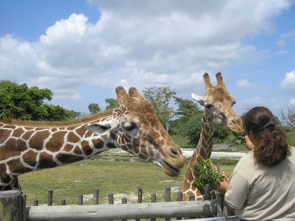 woman feeding giraffes at Miami Zoo