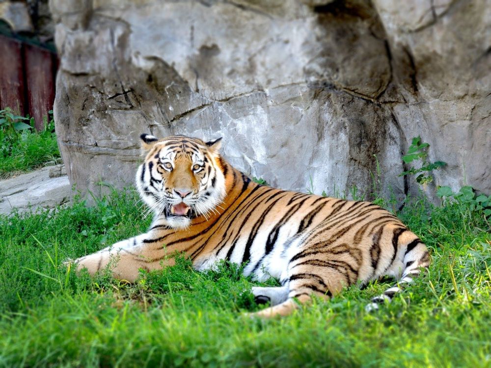 tiger at Moscow Zoo