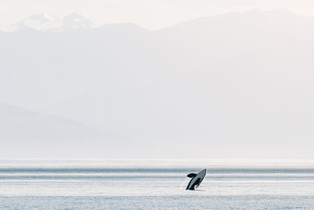 Orca whale breaching the waters in the Olympic Peninsula, Washington.