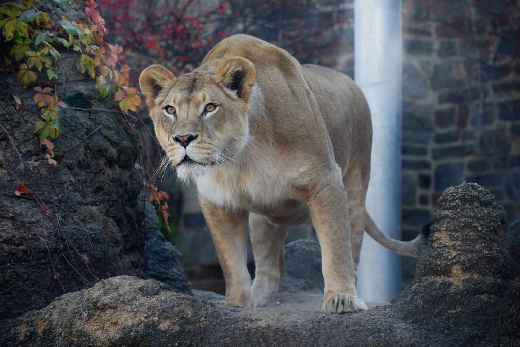 lioness at Philadelphia Zoo