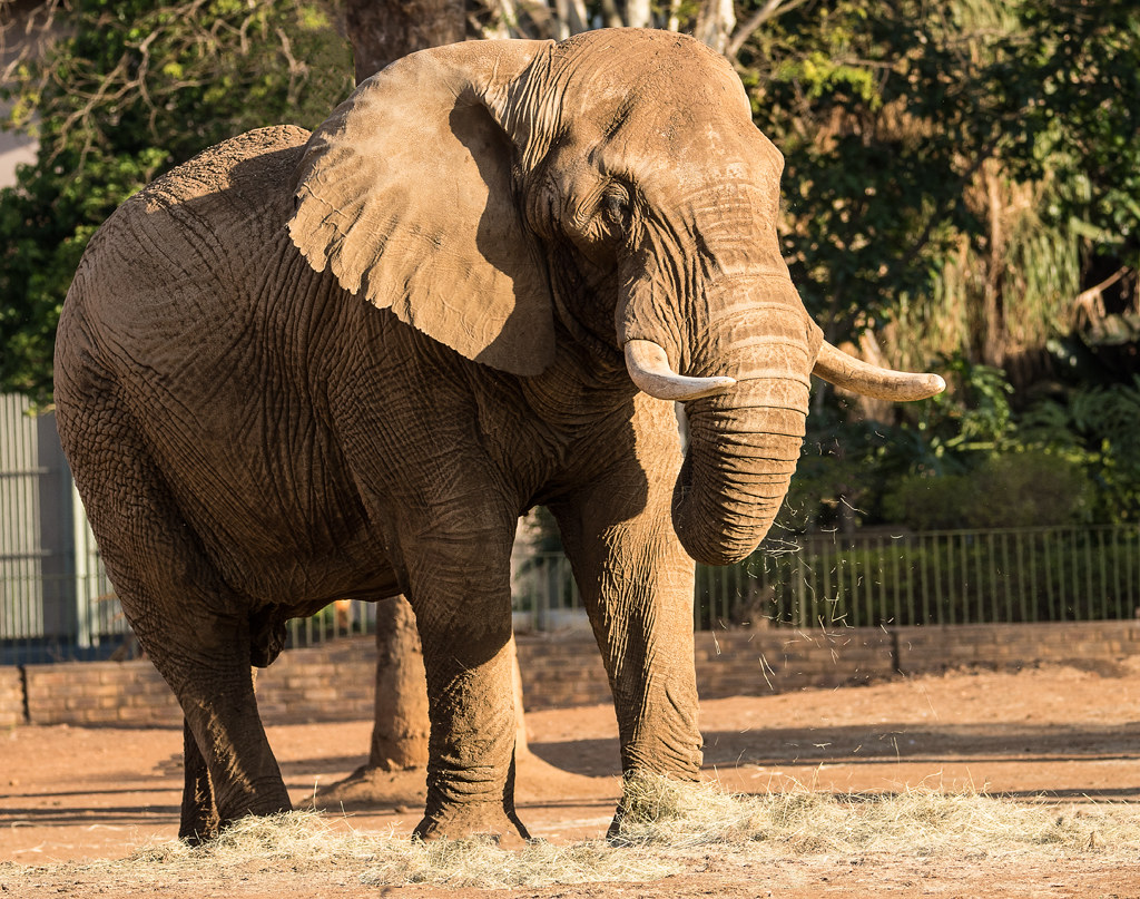 elephant at National Zoological Garden, Pretoria