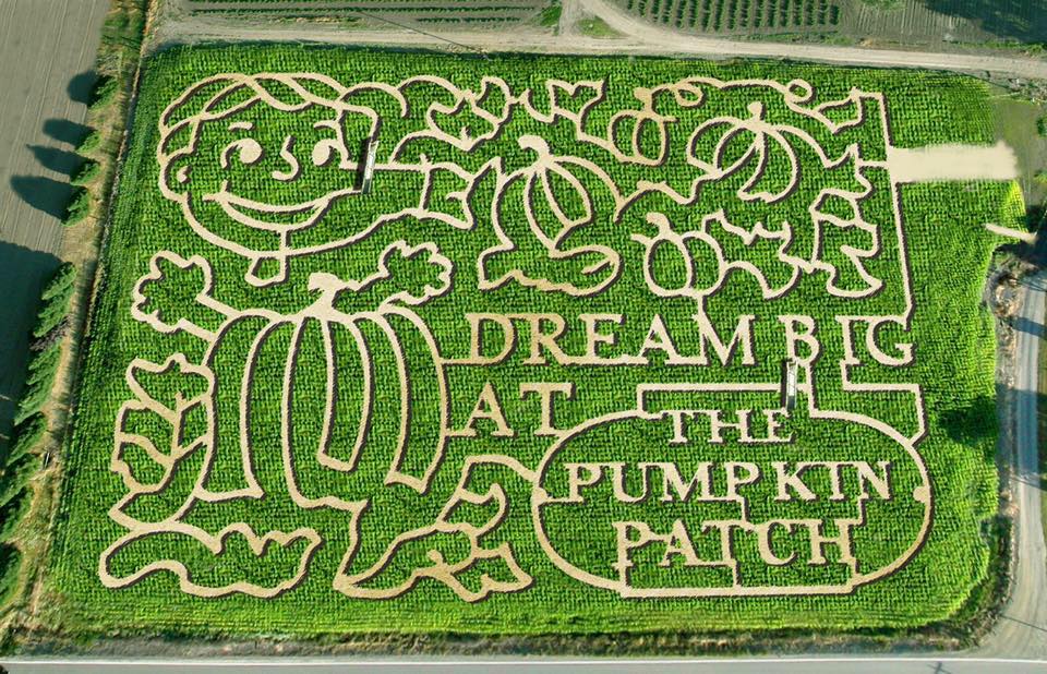 Top-shot of the corn maze at Portland, Oregon’s Sauvie Island.